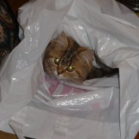 Кот в мешке :: Дмитрий И_