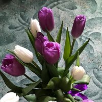 Тюльпаны-спутники Весны :: Татьяна Юрасова