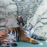 Зевающий тигр :: Клим Павлов