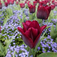 Тюльпаны, тюльпаны - Восточный ковер, Из венчиков соткан Волшебный узор... :: Galina Dzubina