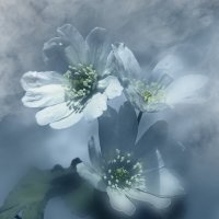 Первые цветы :: Юлия Погодина