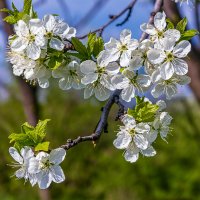 Весны цветенье :: Aleksey Afonin