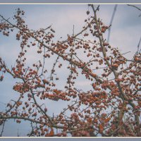 Перезимовавшие райские яблочки :: Владимир Кроливец