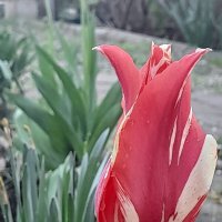 Тюльпан даёт салют весне! :: Нина Акарцева 