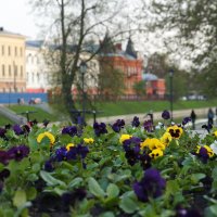 Весна в моём городе :: Елена Кирьянова