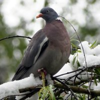 Мир Природы "The Natural World"- Весеннее пробуждение Апрель, апрель :: "The Natural World" Александер