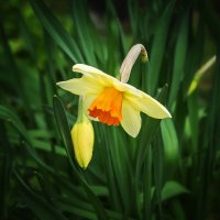 Весенний цветок Нарцисс. :: Татьяна Семенова