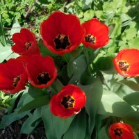 Апрельские тюльпаны :: Надежда 