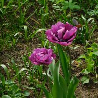Тюльпаны махровые :: Наиля 