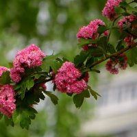 Боярышник Пауль Скарлет цветёт яркими крупными соцветиями из миниатюрных розочек :: Татьяна Смоляниченко