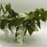 Букет из белых цветов. :: Яков Реймер