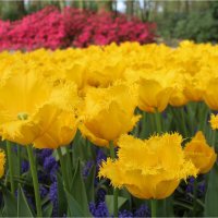 парк цветов Keukenhof :: Светлана Баталий