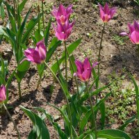 Лилиецветные тюльпаны :: Наиля 