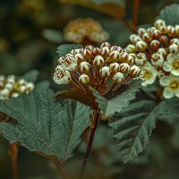 Фотозарисовка :: Владимир Кроливец