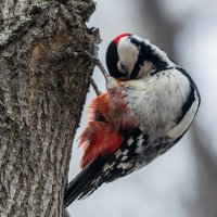 Можно и вздремнуть. :: Виктор Иванович Чернюк