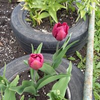 Май, тюльпаны расцвели :: BoxerMak Mak