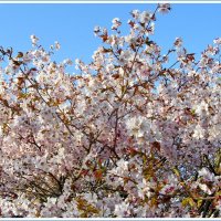 Цветение сакуры в Ботаническом саду. :: Лия ☼