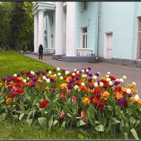 Тюльпановая лужайка. :: Александр Дмитриев
