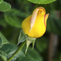 Бутон жёлтой розы :: Валентин Семчишин