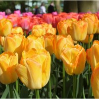 парк цветов Keukenhof :: Светлана Баталий