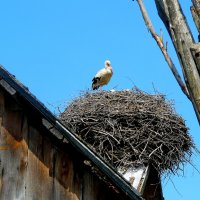 Аист  на  крыше  Мир  на  земле :: олег свирский 