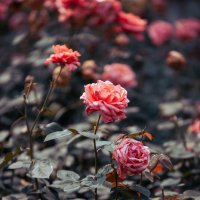Розы в парке в Ханчжоу :: Дмитрий 