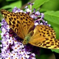 -Бабочки / Butterfliesу у меня на Даче.. :: "The Natural World" Александер