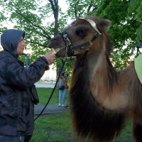 Нужно подкрепиться :: Елена Кирьянова