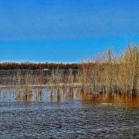 Май...Начало половодья на Юганской Оби! :: Владимир 