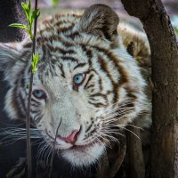 бенгальский тигрёнок :: аркадий 