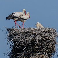 Аисты: папа мама с детьми :: Георгий А