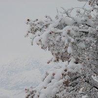 ЗИМНЯЯ ПРОГУЛКА. :: Виктор Осипчук