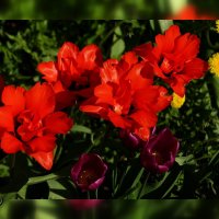 Тюльпаны :: kolyeretka 