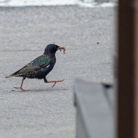 Sturnus vulgaris :: Анатолий Горлов 