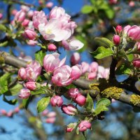 Первые цветущие яблони мая 2024 :: Aida10 