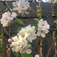 Яблони в цвету - весны творенье! :: Ольга Довженко