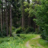 В баварском лесу :: Inna 