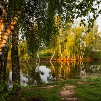 Березки. :: Владимир Безбородов