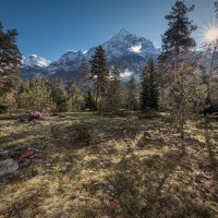 Forest In Ushba Foothills :: Fuseboy 