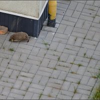 Пробегающий :: Сеня Белгородский