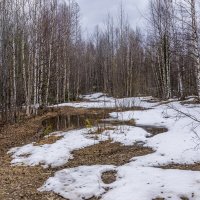 Весна в лесу :: Александр Буторин