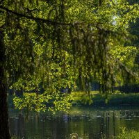 Лебедь в лучах солнышка у воды ☀ :: Анастасия Белякова