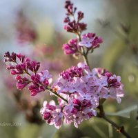 Ветка сирени :: Александр Синдерёв