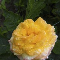 Жёлтая роза и капли  дождя :: Валентин Семчишин