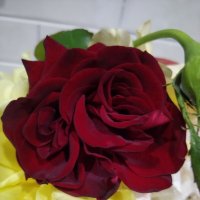 Близнецовая роза :: Анютка А