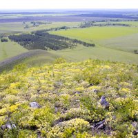 Майское цветение :: Галина Ильясова