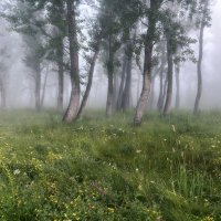 Туманный лес :: Марина Фомина.