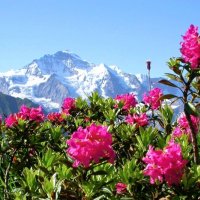 Альпийская роза :: Елена Галата