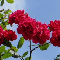 Красные плетистые розы :: Татьяна Смоляниченко