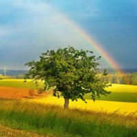 rainbow :: Elena Wymann